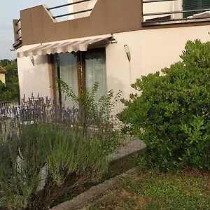 Lavinia , Zadar Croatia